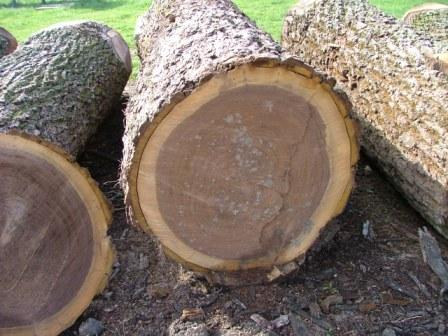 Veneer Logs